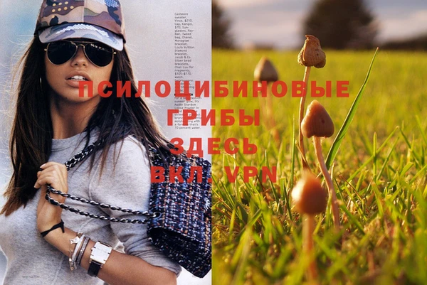прущие грибы Алзамай